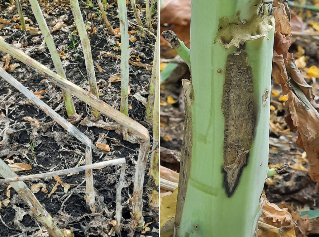 Симптомы поражения рапса озимого фомозом.jpg