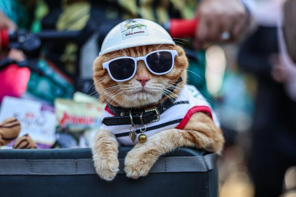 Кот Кинг Ойен появился на пикнике по случаю дня рождения бывшего премьер-министра Махатхира Мохамада, Малайзия - Sputnik Грузия