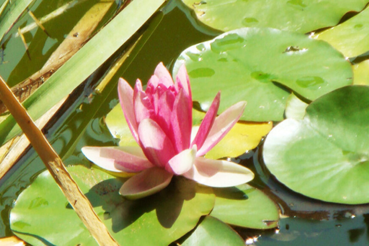 Cult of lily. Кувшинка. Кувшинки растут. Ueno Park кувшинки. Самые красивые и крупные кувшинки.