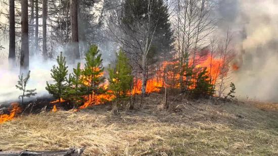 Пять лесных пожаров вблизи населенных ликвидировали за сутки в Иркутской области