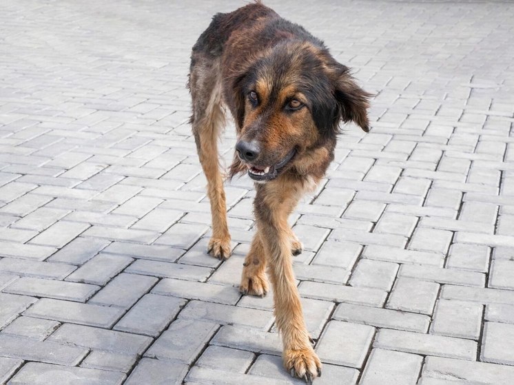 В 2024 году бездомных собак в Томске будут отлавливать северчане