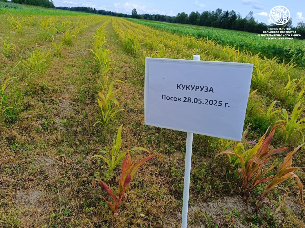 От экспериментов прошлого века до мурчащих коров: как в Коми выращивали кукурузу