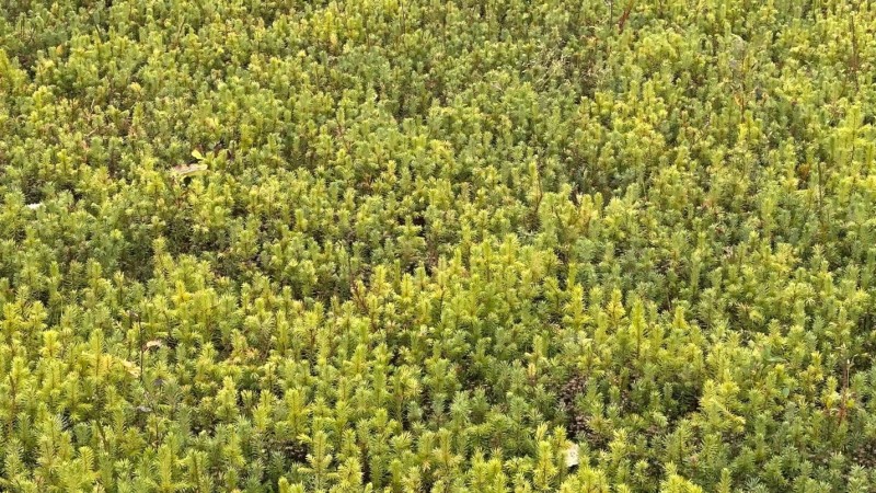 Из Республики Коми в Свердловскую область отправлены сеянцы ели и сосны 