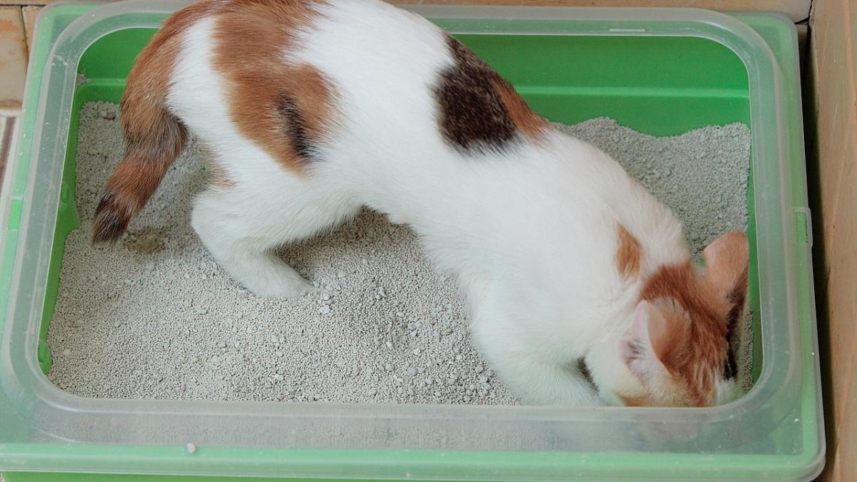 Кошка в лотке