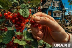 После сбора урожая смородины важно провести комплекс мероприятий по уходу за кустами