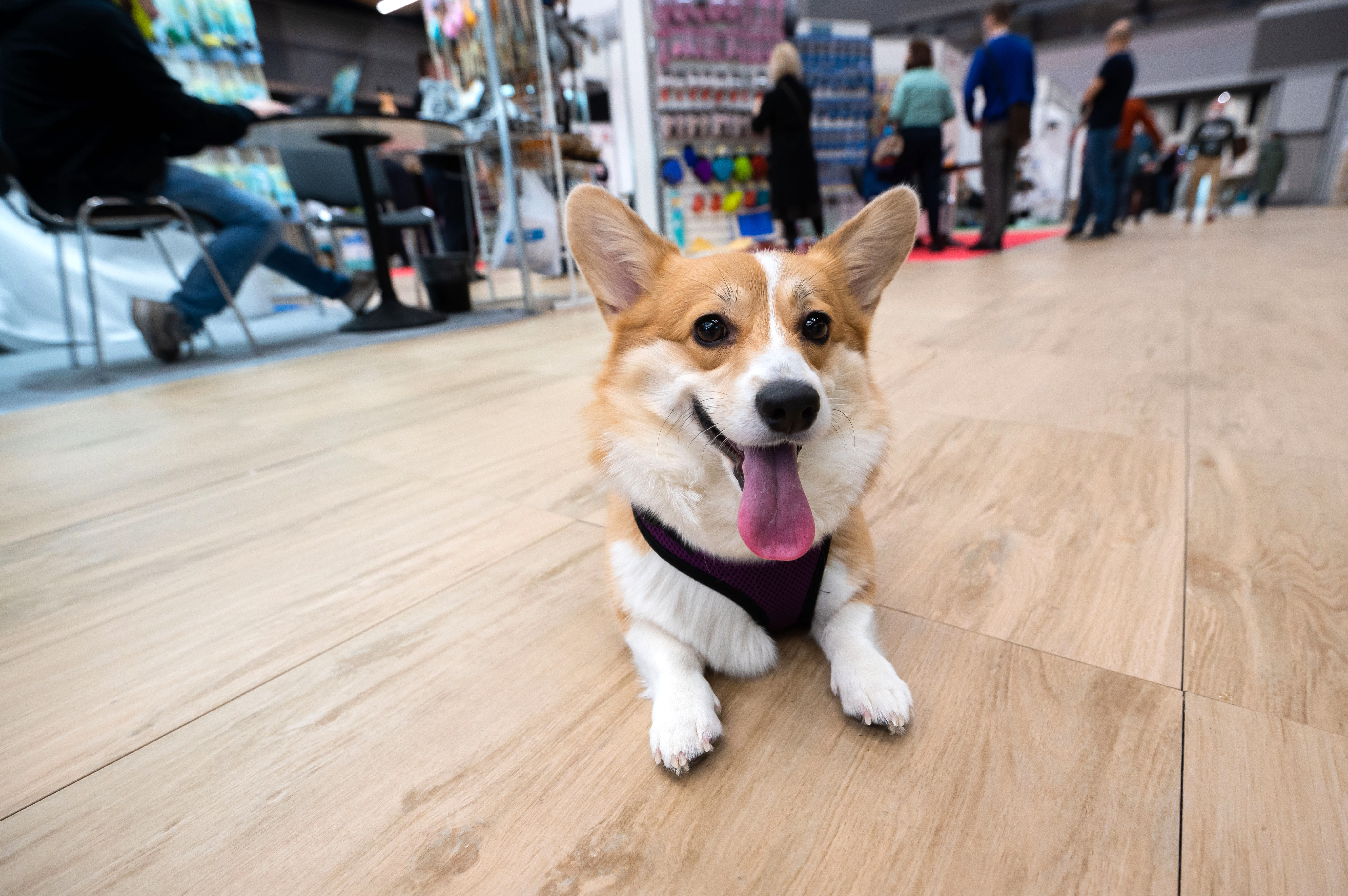 корги кафе сходня. корги кафе в питере. корги кафе сходня. корги кафе сходня. корги вечеринка для детей.