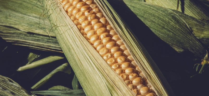 В РФ повысили пошлину на кукурузу на 9%