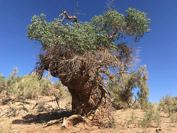 Самым толстым деревом Монголии стал тополь