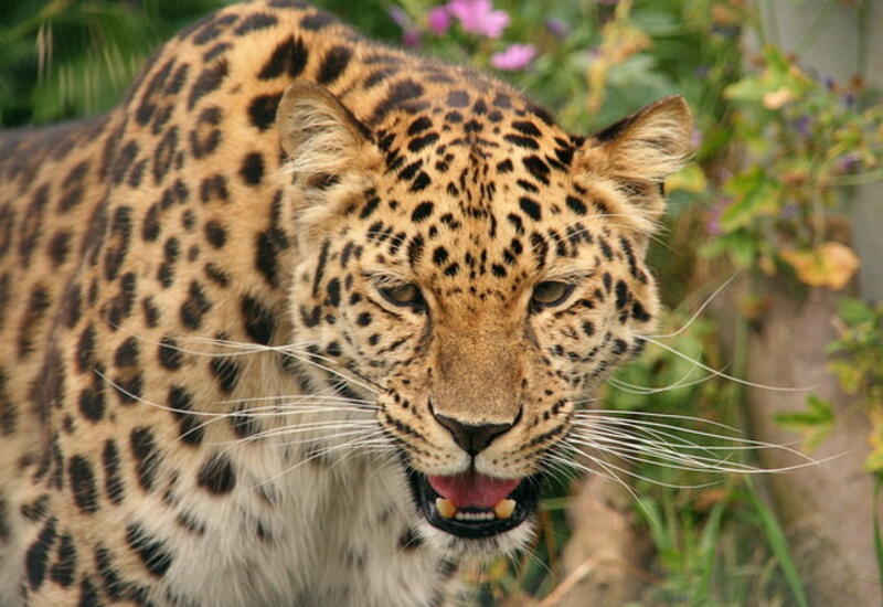Первые леопарды. Леопарды. Дальневосточный леопард. Дальневосточный леопард красивые. Животное похожее на леопарда.