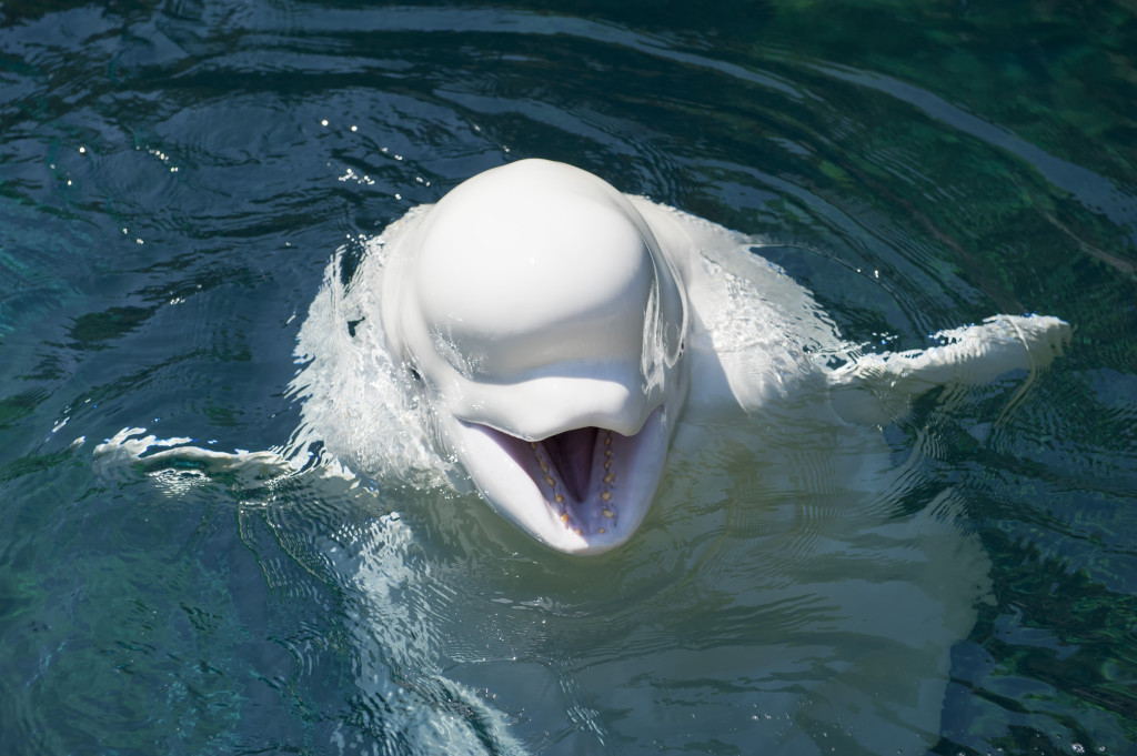 an-isolated-white-dolphin-beluga-looking-at-you-in-the-deep-blue-sea.jpg