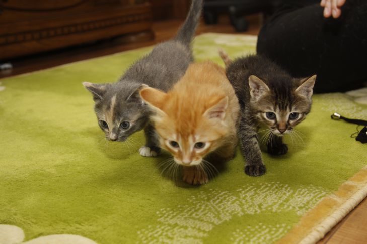 коты
