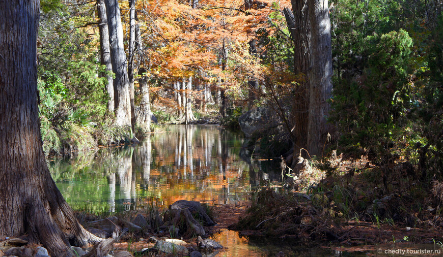 Жизнь на опушке леса