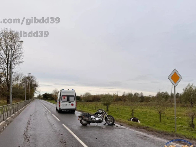 Под Черняховском мотоциклист и корова не поделили дорогу