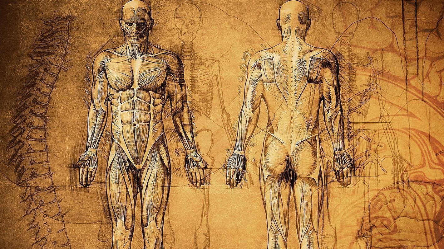 Наличием человеческого в человеке. Леонардо да Винчи анатомия. Леонардо да Винчи анатомия и медицина. Леонардо да Винчи мышцы человека. Анатомические рисунки Леонардо да Винчи.