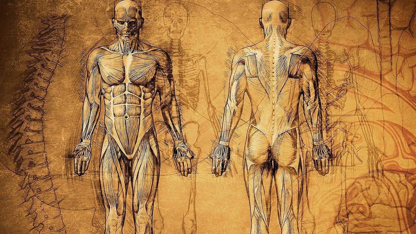 Anatomy pictures. Леонардо да Винчи анатомия. Леонардо да Винчи анатомия и медицина. Леонардо да Винчи мышцы человека. Анатомические рисунки Леонардо да Винчи.