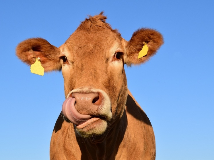 На владельцев коров на Курилах наложено больше 200 тысяч рублей штрафов
