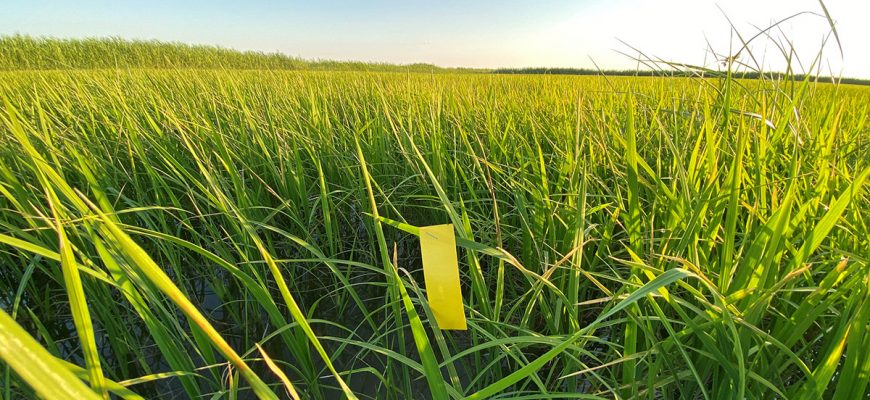 Казахстанский рис: как избежать ошибок в технологии выращивания
