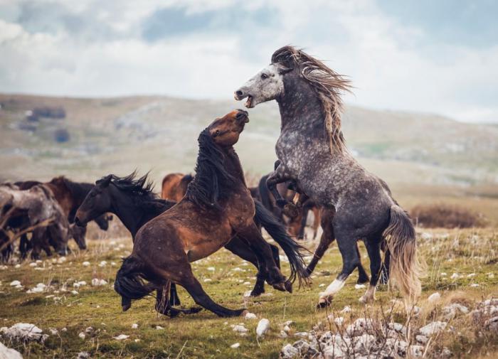 Учёные доказали, что лошади чувствуют страх человека и установили механизм этого восприятия