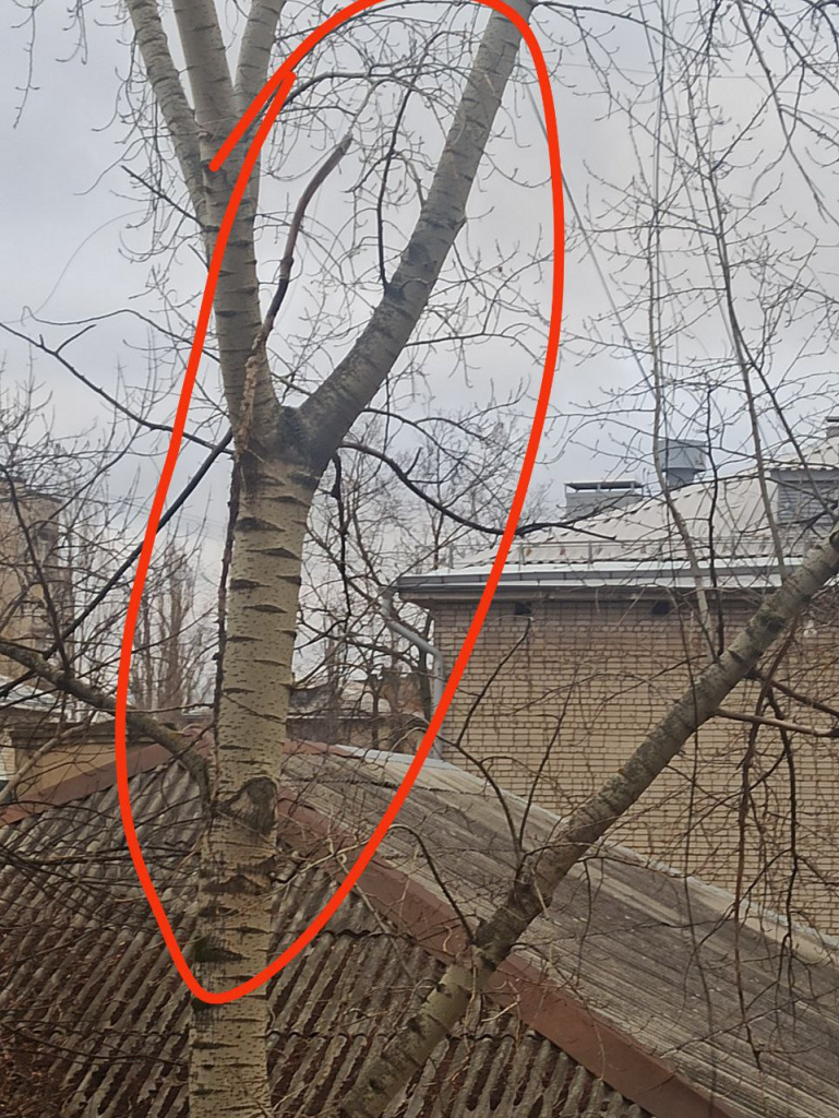 Обломившейся ветки