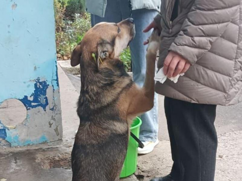 «До сих пор ждёт хозяина»: в Воронеже появился свой пёс Хатико