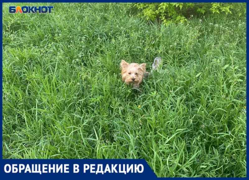 Трава в волжском. Собачий бес растение. Собачья площадка в Волжском. Села на собачку.