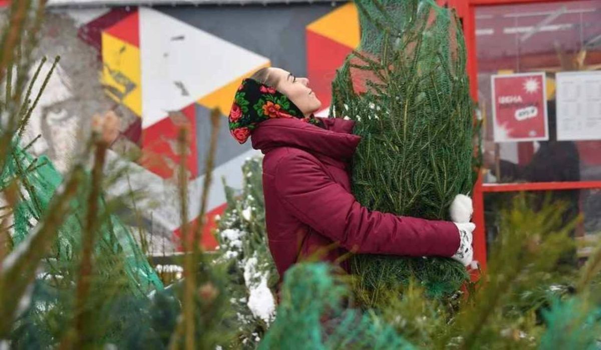 Петербуржцев призвали сдать на переработку новогодние ели