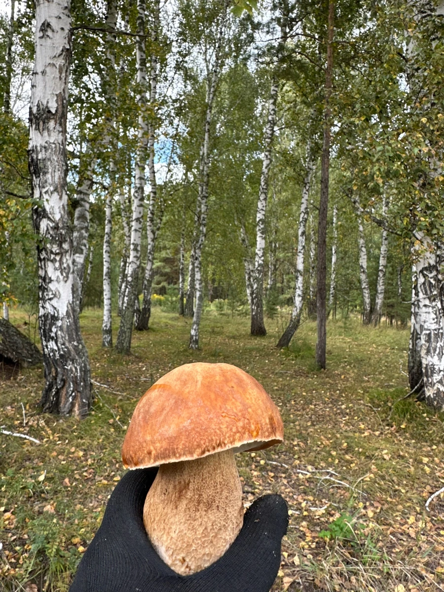 Грибы