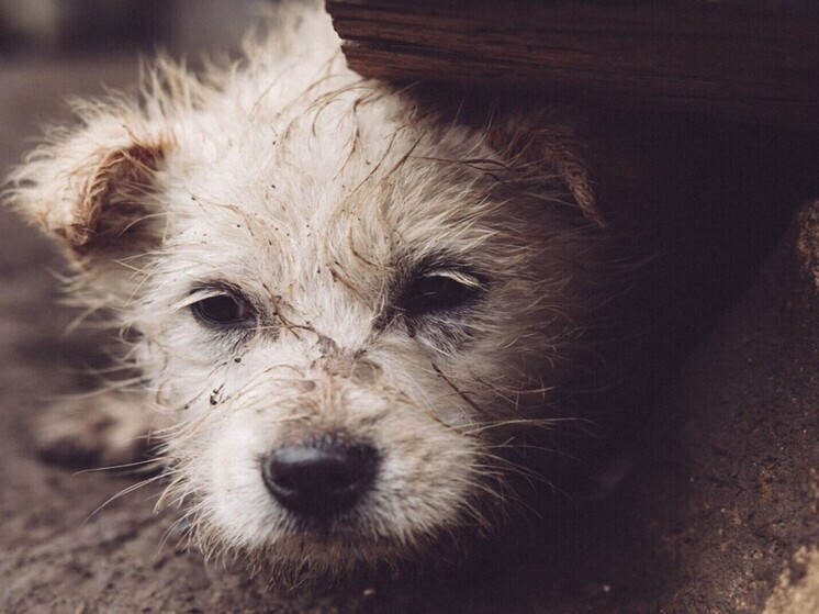 Депутаты Новосибирской области обсудили законопроект по обращению с бездомными животными
