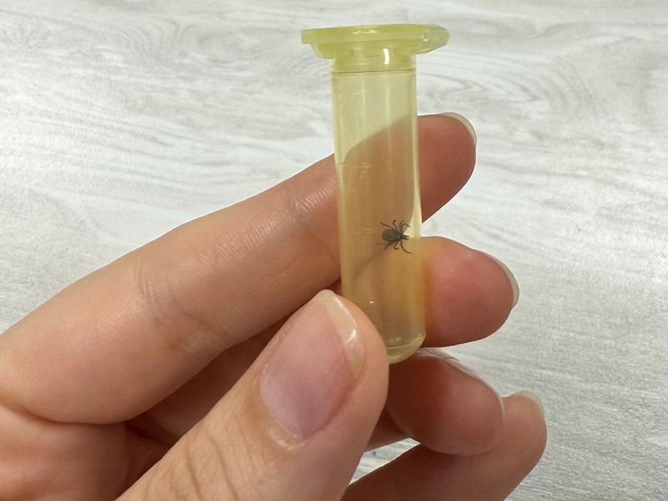 Старшеклассница создала модель распространения клещей на основе спутниковых данных