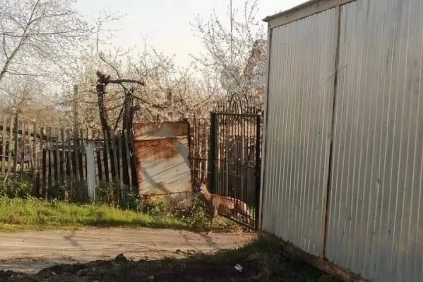 Дикое животное застряло в ограждении медицинского колледжа в Старом Осколе