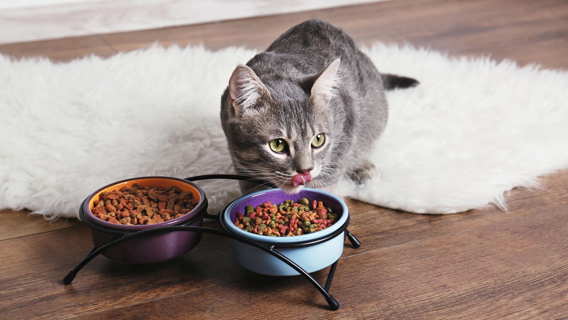 Котик с макаронами. Кошка ест. Жизнь котика зависит от корма. Можно ли котятам макароны. Котик с кормом.