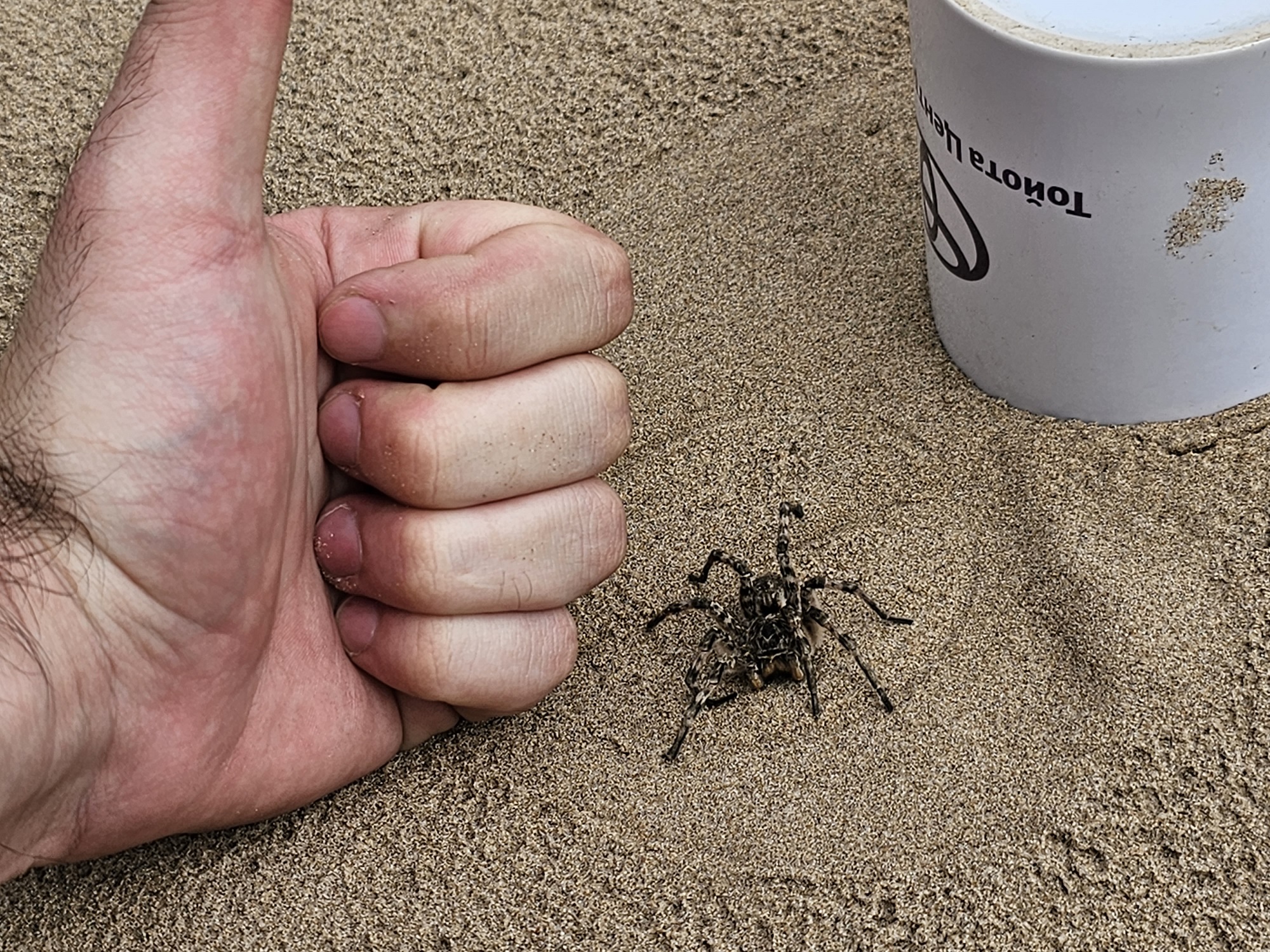южнорусский тарантул в беларуси фото