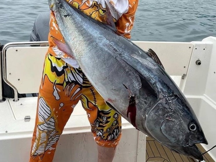 Поймали голубого тунца сахалин. Тунец на сахалине фото. Гигантские рыбы. Ловля тунца. Поймали голубого тунца сахалин.