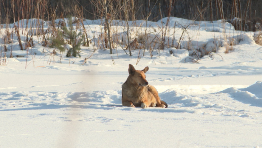 В Дегтярске местные жители обеспокоены бесконтрольным отстрелом собак