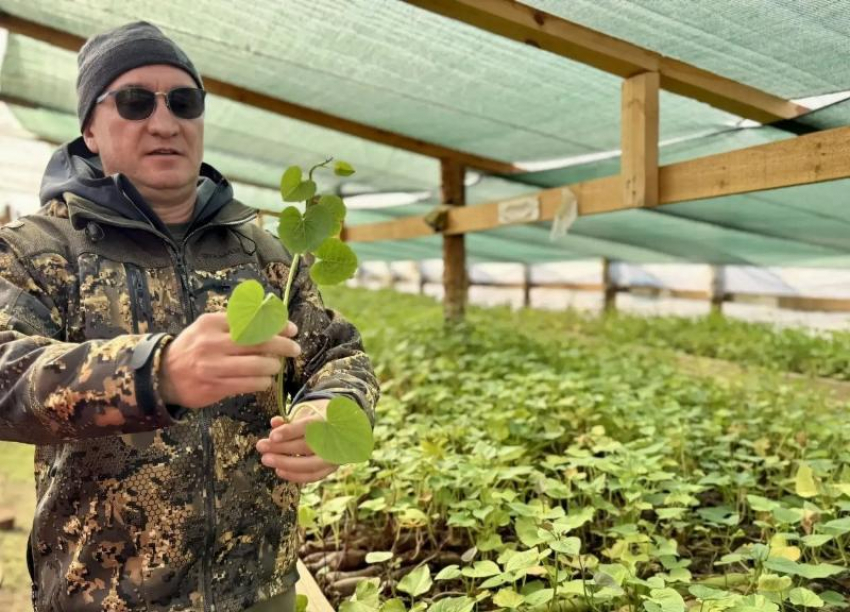 Под Астраханью начали эксперименты по выращиванию сладкого корнеплода