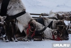 Ревизоры нашли расхождения в данных о поголовье промаркированных и учтенных северных оленей