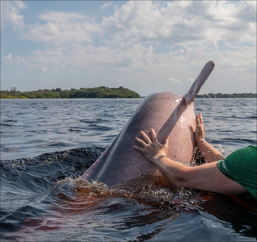 Розовые дельфины Черной реки