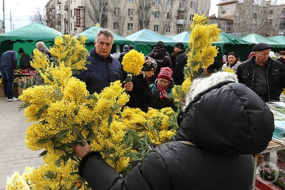 Сегодня день мимозы. Мимоза фото. День мимозы.