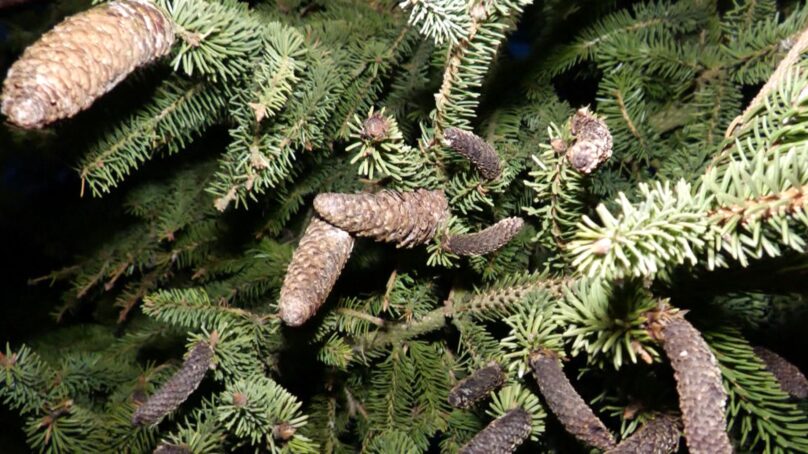 Натуральная лесная красавица украсила площадь города Гусева