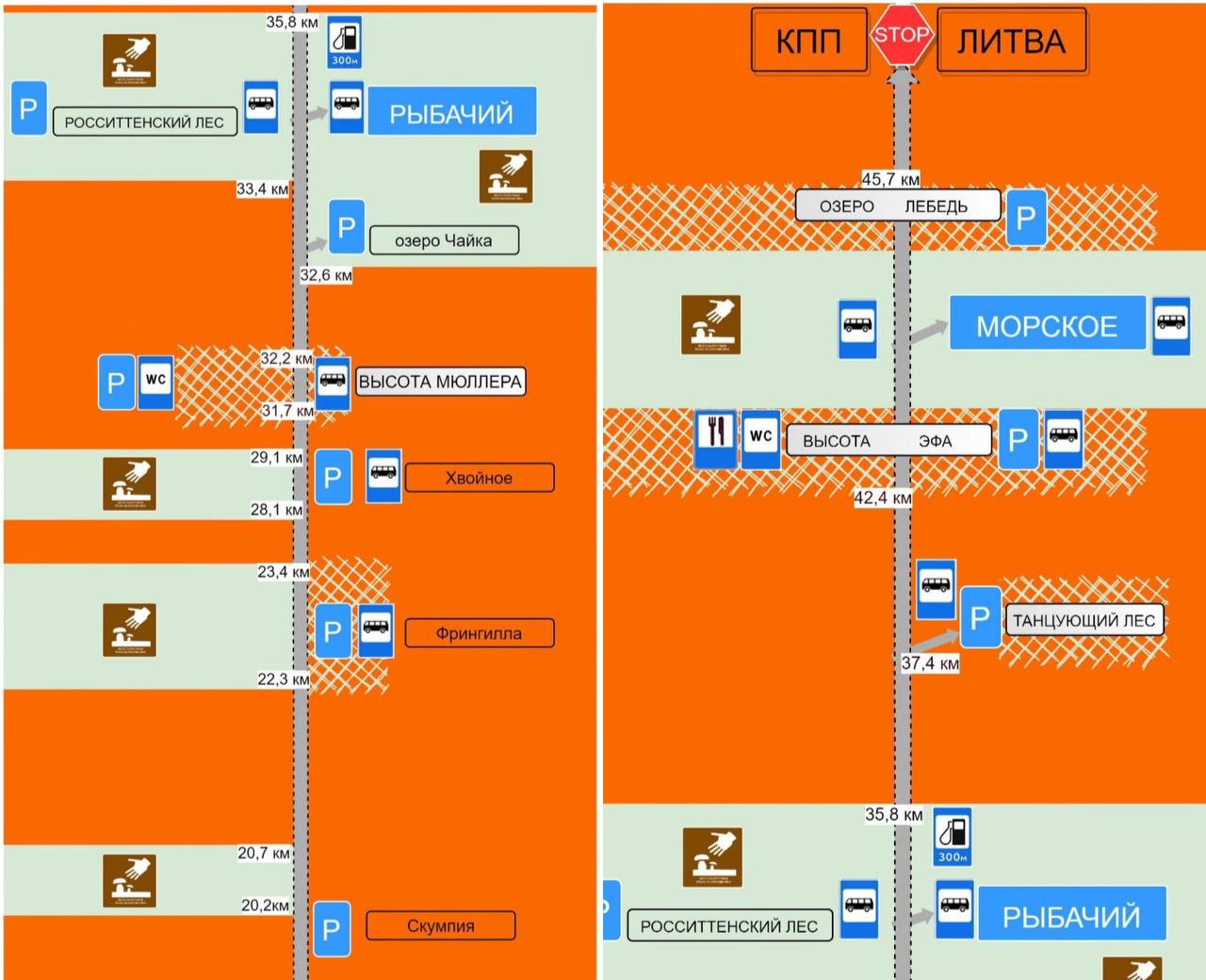 Золотистый гриб куршская коса. Золотистый гриб куршская коса. Грибы на куршской косе. Карта куршской косы. Грибы на куршской косе.
