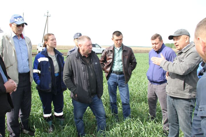 В Мензелинском районе посевные работы проведены на 23657 гектарах