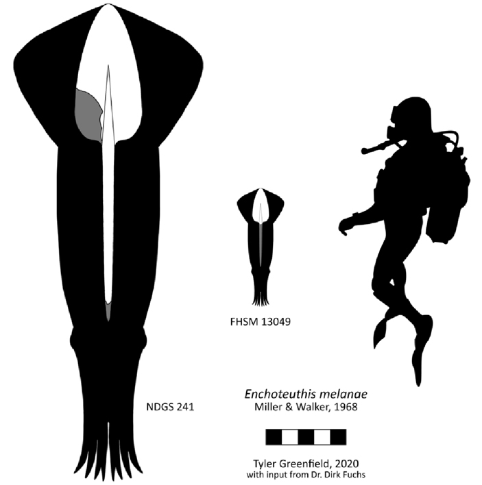 Голотип Enchoteuthis и самый крупный из извеcтных образцов в сравнении с человеком