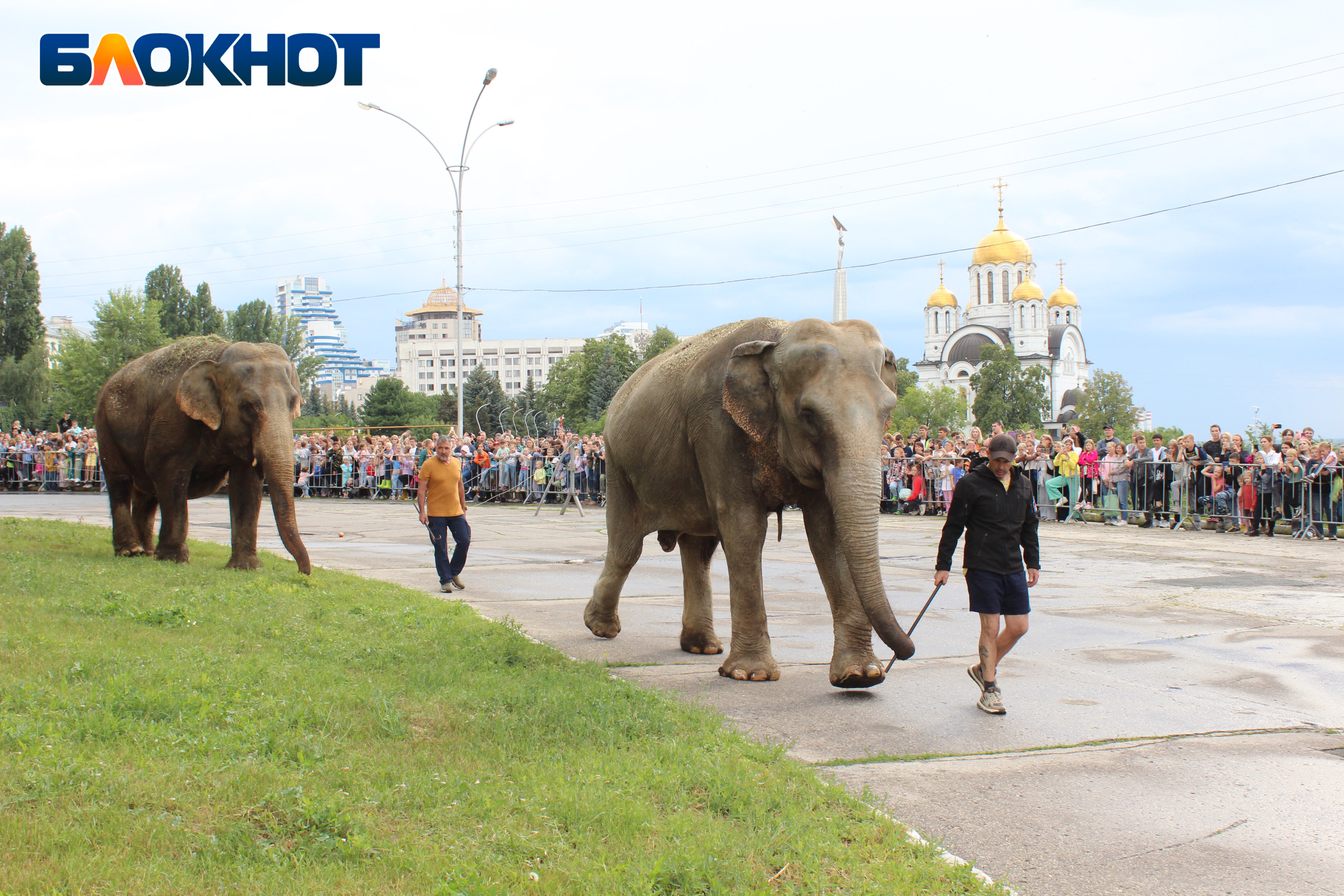 Слоны. Индийские слоны. По улицам слона водили?. Фестиваль слонов в Индии.