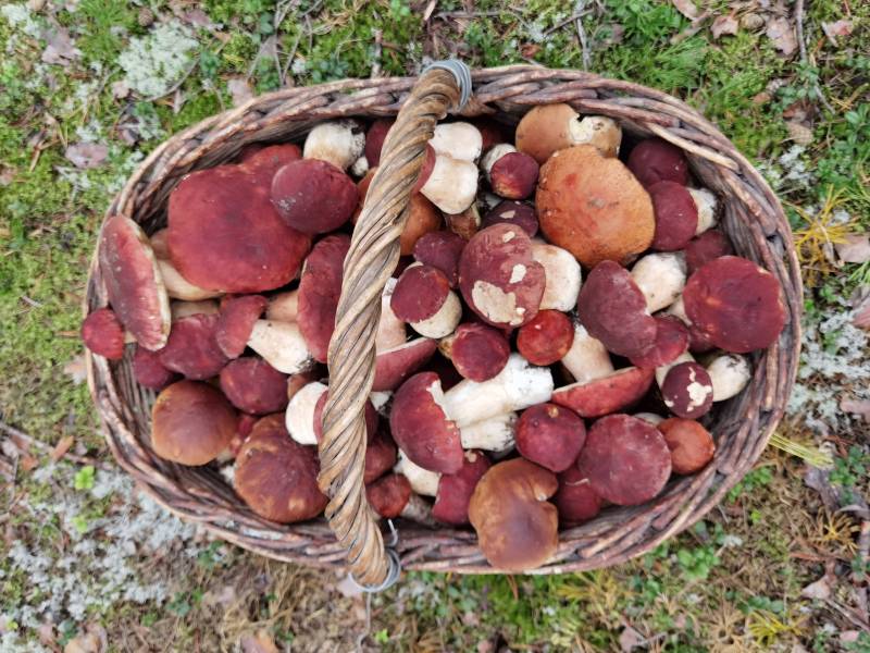 Куда съездить за грибами в спб. Грибы которые сейчас собирают в ленобласти. Грибы и грибники спб. Грибы в октябре. Куда съездить за грибами в спб.