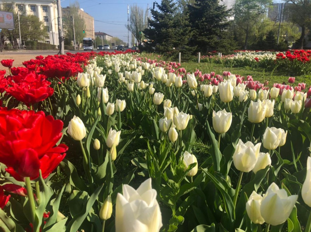 Беглов тюльпан фото