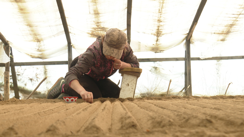 Рекордный урожай сои и новые агроклассы: как развивается сельское хозяйство Приамурья - gtrkamur.ru