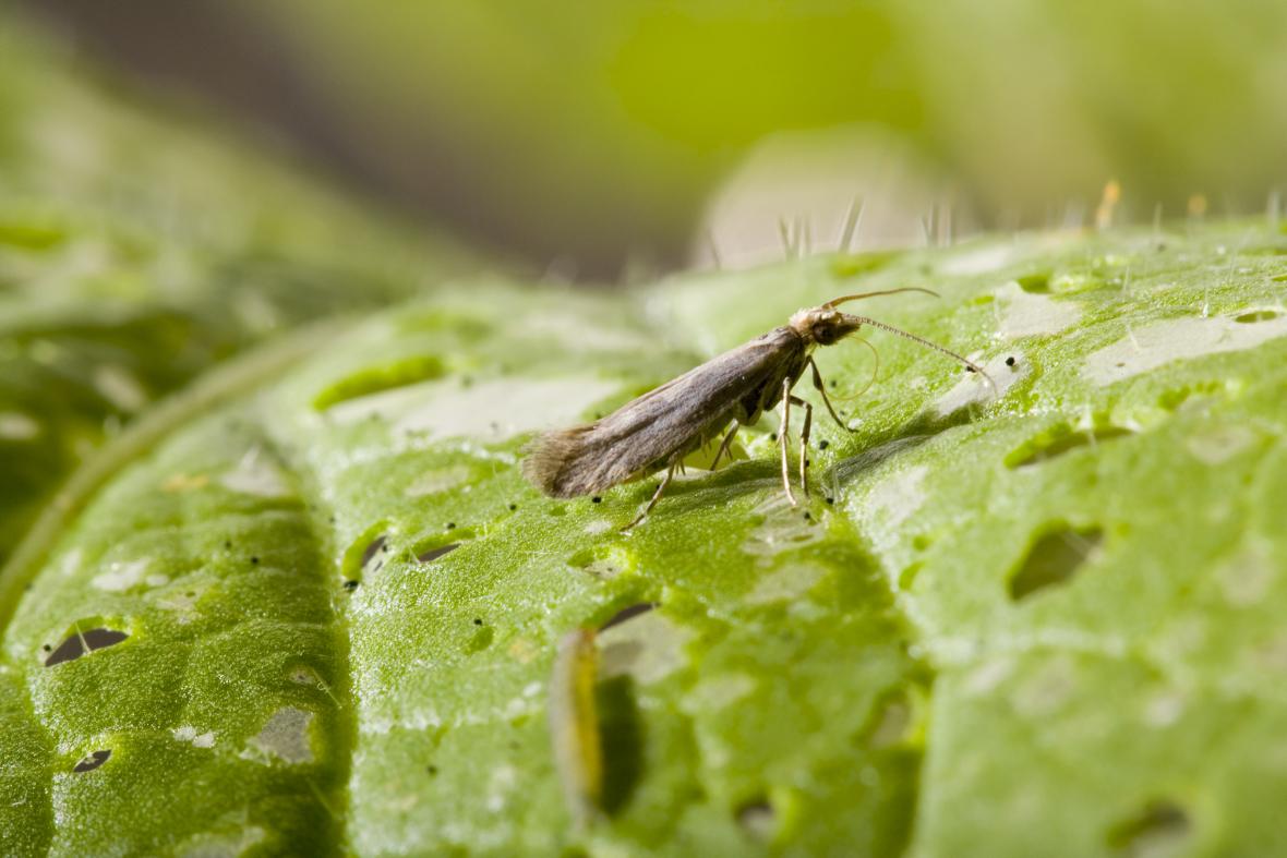 Гусеницы капустной моли plutella xylostella. Капустная моль имаго. Капустные вредители. Крестоцветная блошка личинки. Гусеницы капустной моли plutella xylostella.