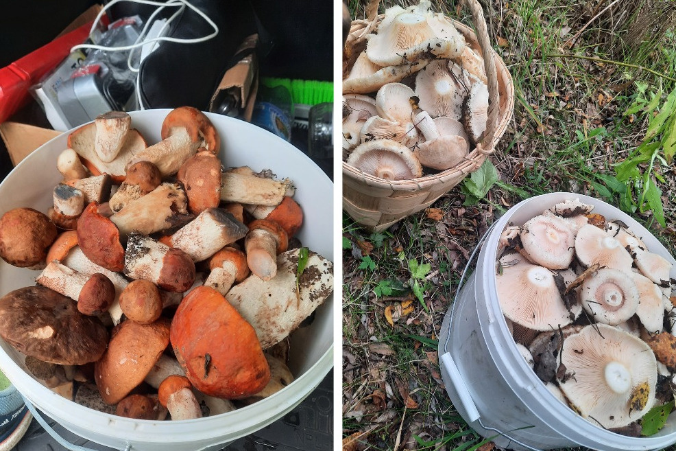 Красноголовики и волнушки. Последних выросло очень много в этом году