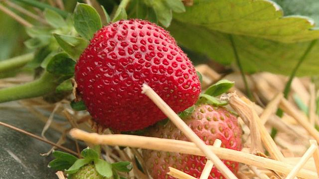 В 2023 аграрии Ивановской области собрали 87,2 тонны ягод