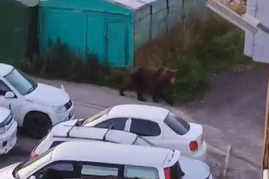 Нашествие: Медведей снова видели в разных районах Петропавловска. Фото: соцсети. Фотография 5